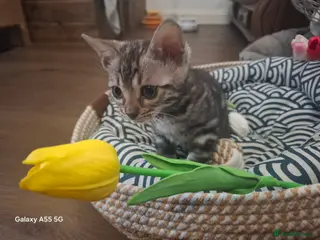 Bengal cats Premium Bengal Kittens – 5★ Licensed Cattery - Advert 1