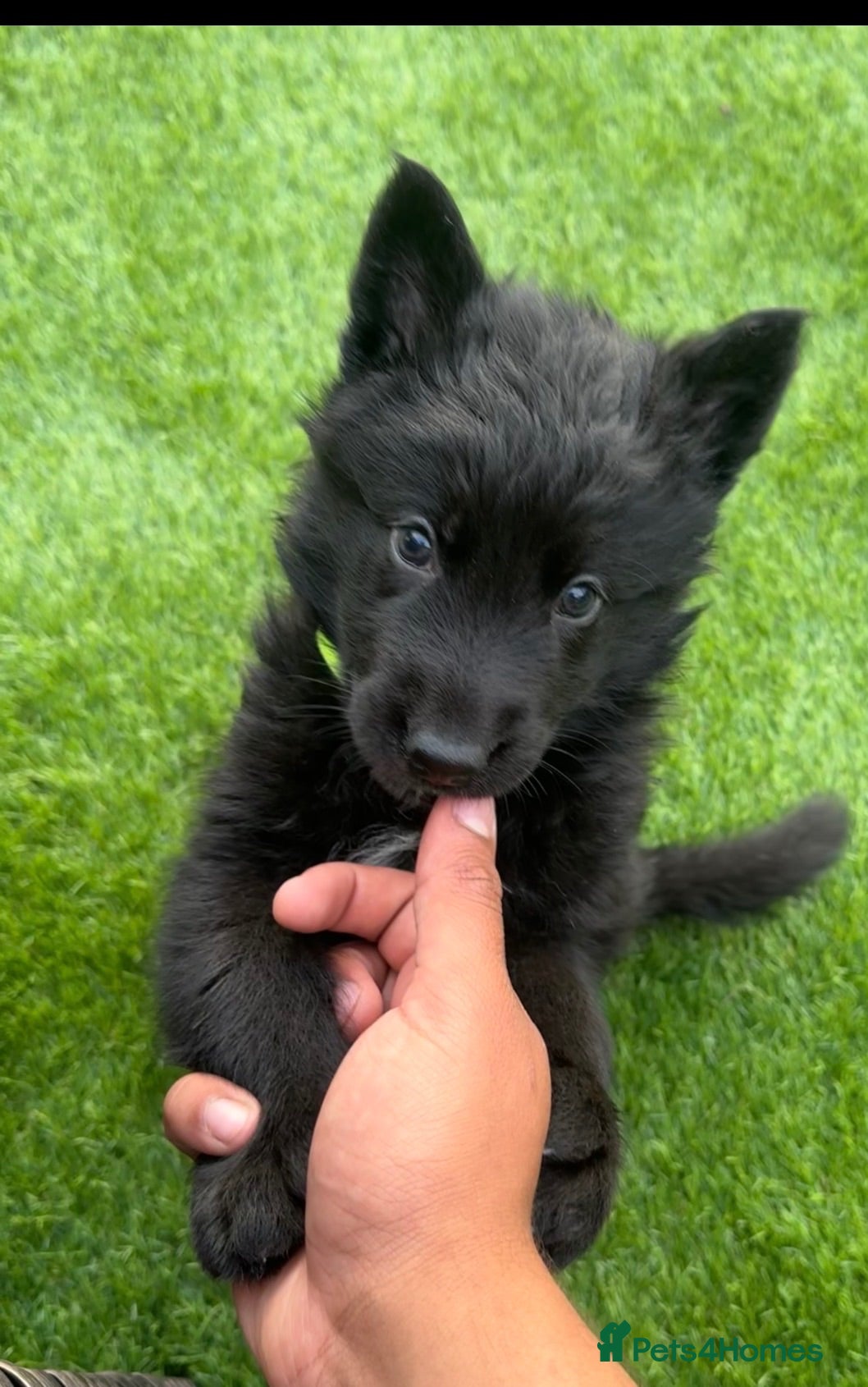 German Shepherd dogs REDUCED!LAST MALE !!!STUNNING GERMAN SHEPHERD PUP  - Advert 1