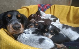 Cocker Spaniel dogs for sale: Show Type blue/Tri/chocolate Roan Cocker Spaniels  - Image 20