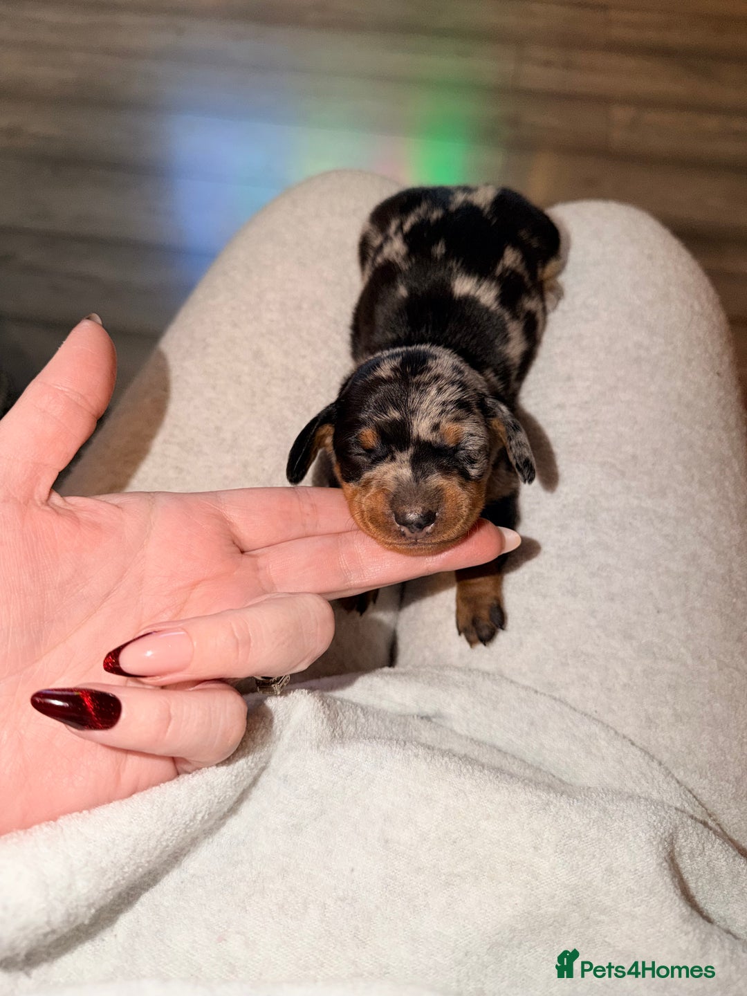 Miniature Dachshund dogs for sale: 🩵🩷✨ STUNNING MINIATURE DACHSHUND LITTER ✨🩷🩵 - Advert 29