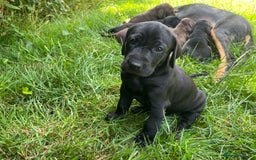 Mixed Breed dogs for sale: Vizlador x Weimaraner puppies - Image 24