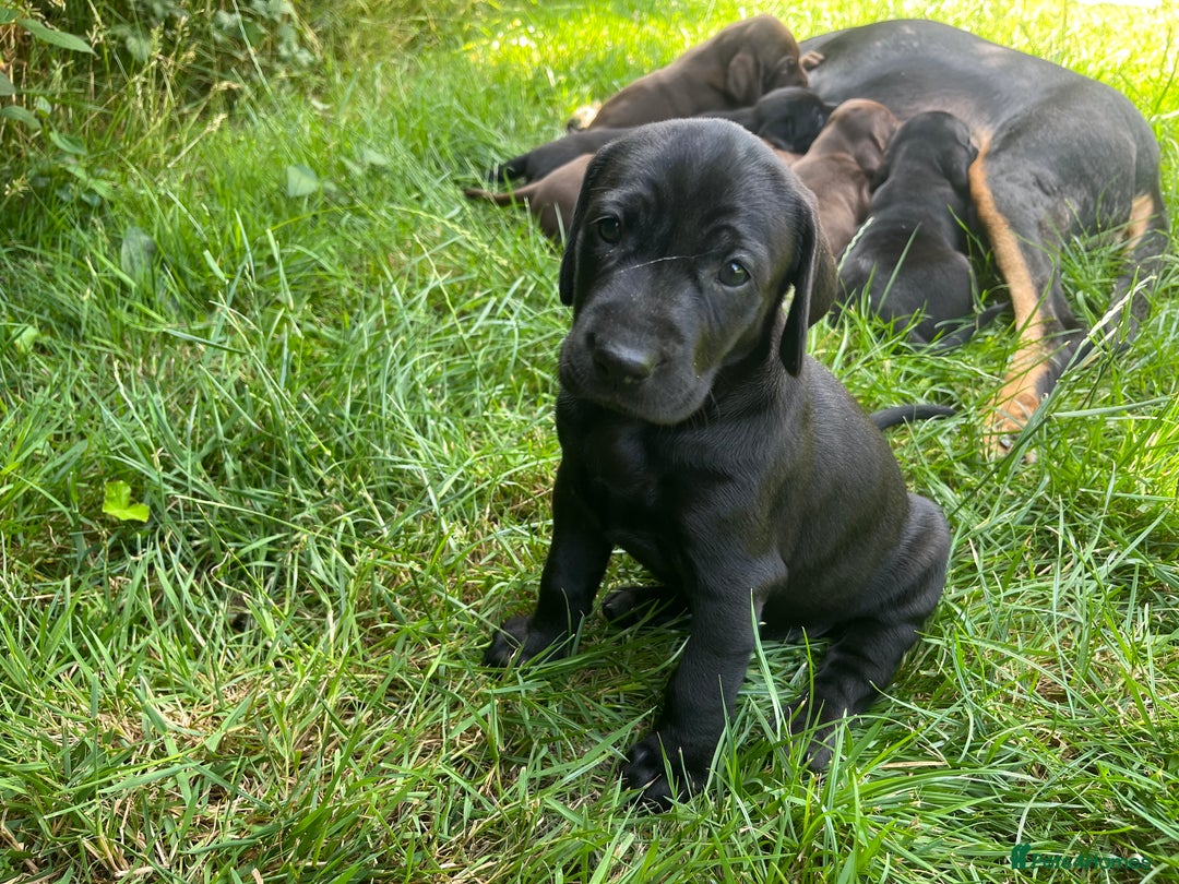 Mixed Breed dogs for sale: Vizlador x Weimaraner puppies - Image 24