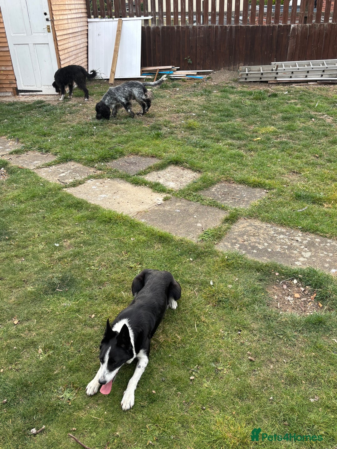 Border Collie dogs for sale: Jess pure border collie Reduced!! - Image 3