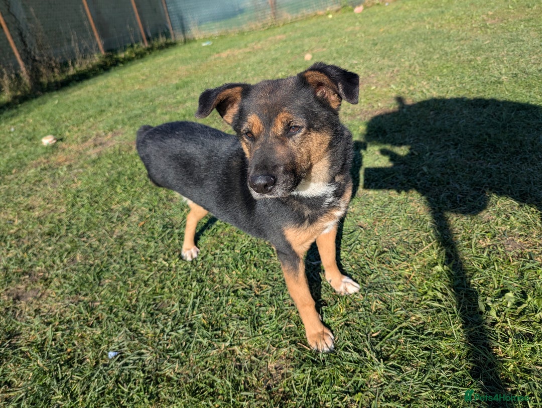 Mixed Breed dogs for adoption: Bumble for adoption - Advert 11