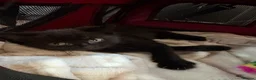 Mixed Breed cats for sale: Fully black little girl in Teignmouth - Advert 3