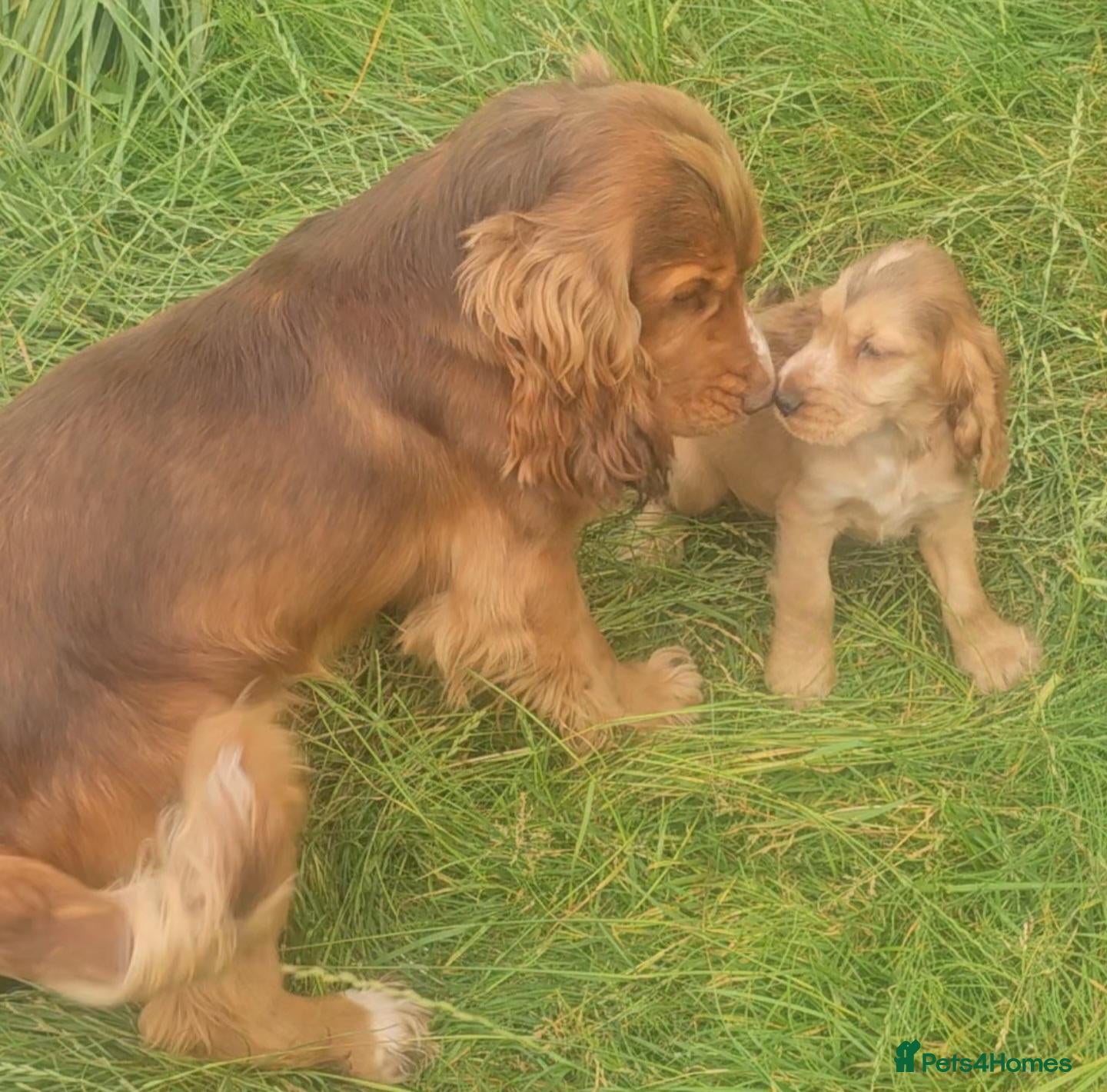 Cocker Spaniel dogs KC show type cicker spaniels  - Advert 2