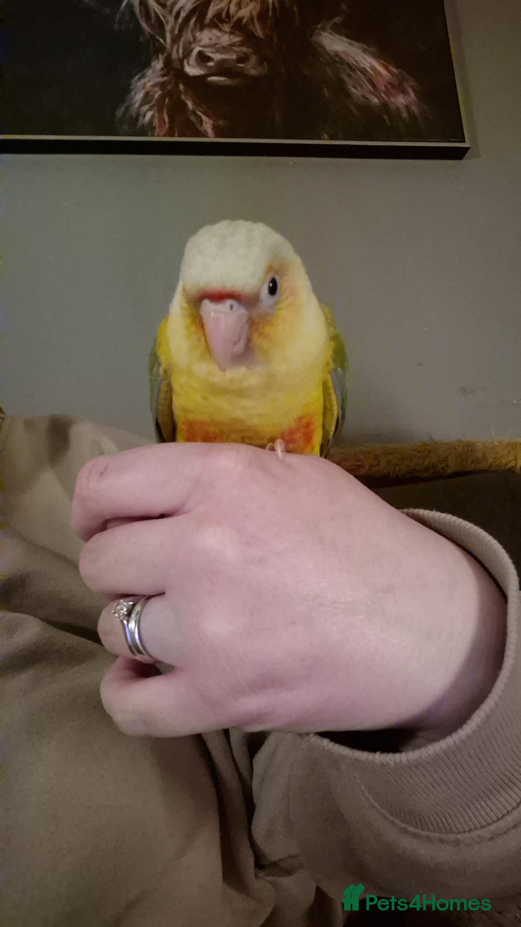 Conures birds Hand reared Male Conure 4 months old  - Advert 1