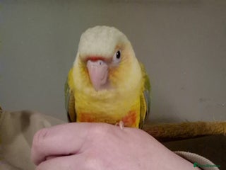 Conures birds Hand reared Male Conure 4 months old - Advert 1