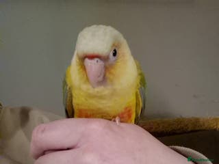 Conures birds Hand reared Male Conure 4 months old - Advert 10