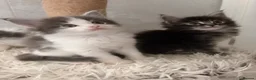 Maine Coon cats for sale: 2 Mainecoon kittens both girls - Advert 5
