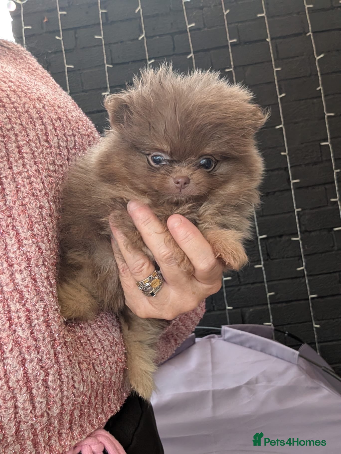 Pomeranian dogs Stunning little Pom pups  - Advert 1