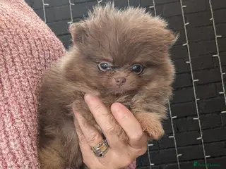 Pomeranian dogs Stunning little Pom pups - Advert 1