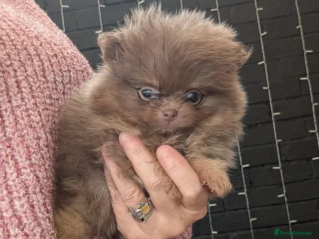 Pomeranian dogs Stunning little Pom pups - Advert 1