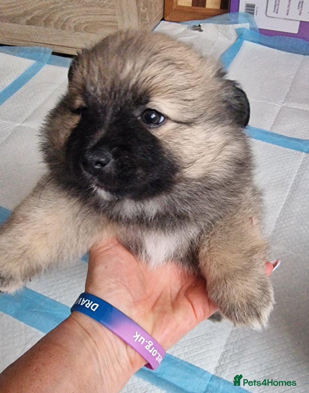 Mixed Breed dogs for sale: Puppie girl - Image 2