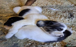 Mixed Breed dogs for sale: Mixed breed rainbow of colours  - Image 1