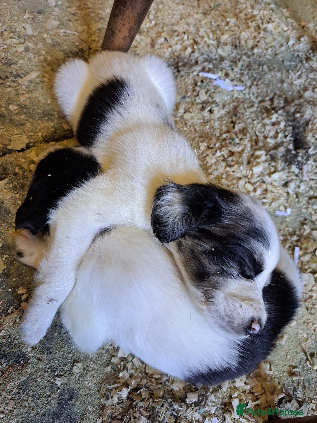 Mixed Breed dogs for sale: Mixed breed rainbow of colours  - Image 1