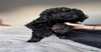 Cockapoo dogs - Advert 1