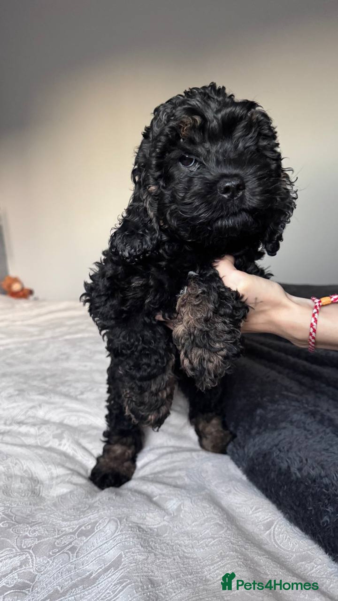 Cockapoo dogs for sale: American unique Black & Tan Cockapoo Girl - Advert 9