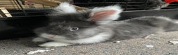 Lionhead rabbits for sale: 1 female , 1 male - 3 Year old lion head bunnies - Advert 11