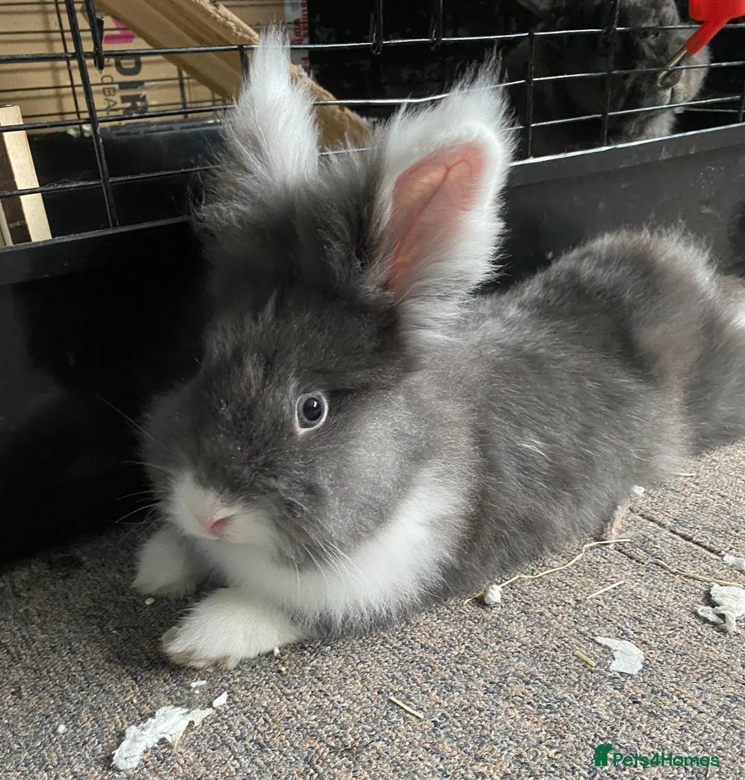 Lionhead rabbits for sale: 1 female , 1 male - 3 Year old lion head bunnies - Advert 11