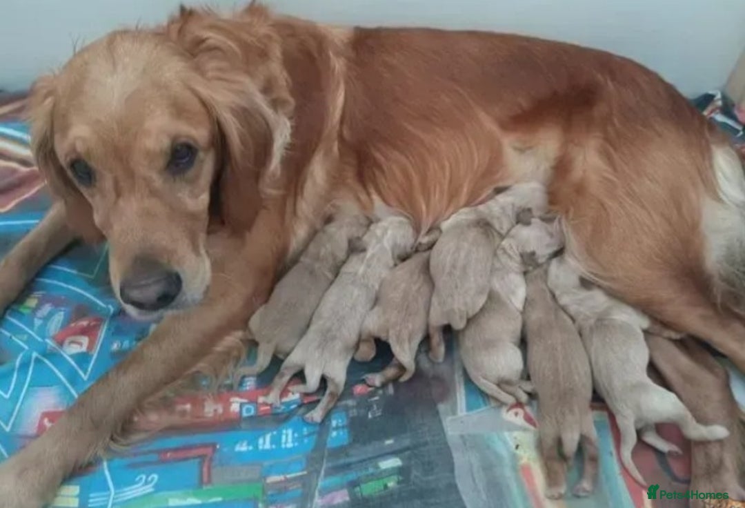 Golden Retriever dogs for sale: Available for STUD - Image 34