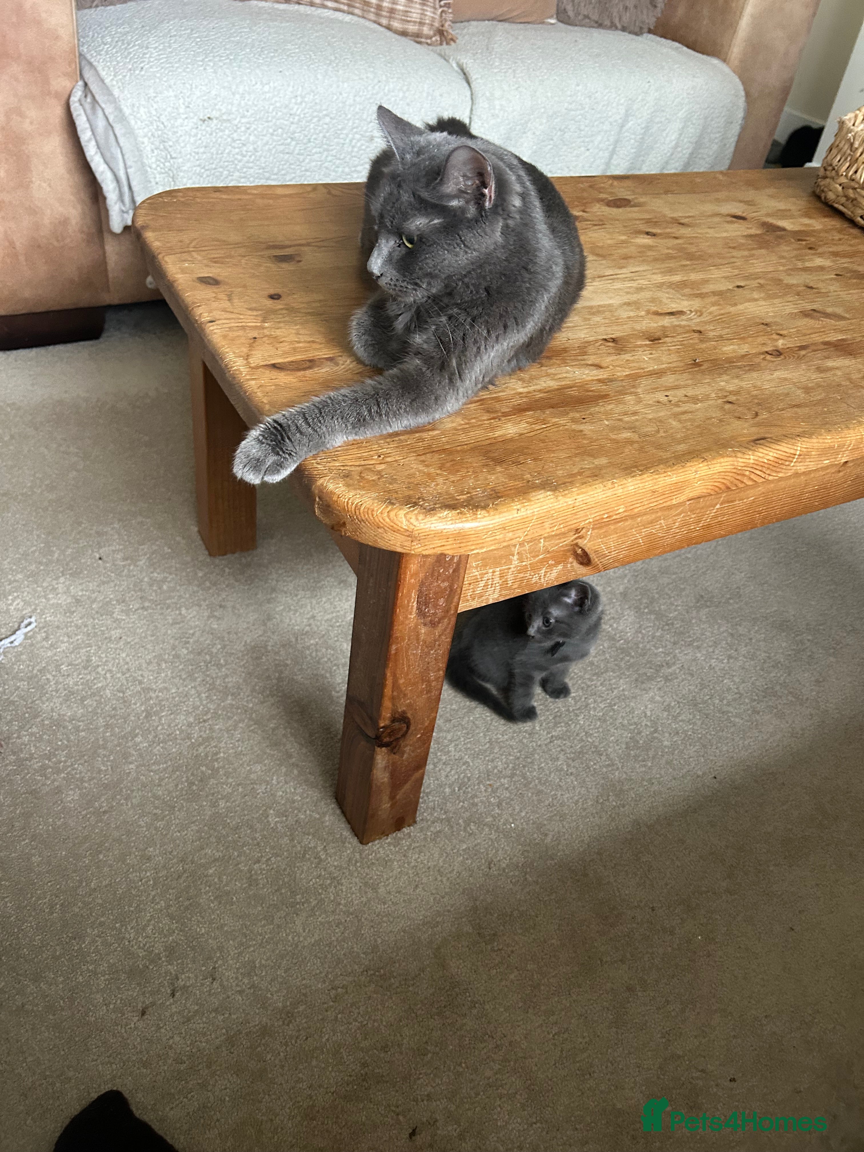 Mixed Breed cats Beautiful grey boy - Advert 1