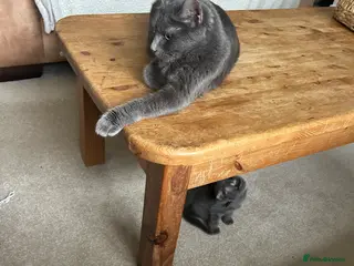 Mixed Breed cats Beautiful grey boy - Advert 1