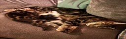 Mixed Breed cats for sale: Tabby and white kittens for sale  - Advert 1