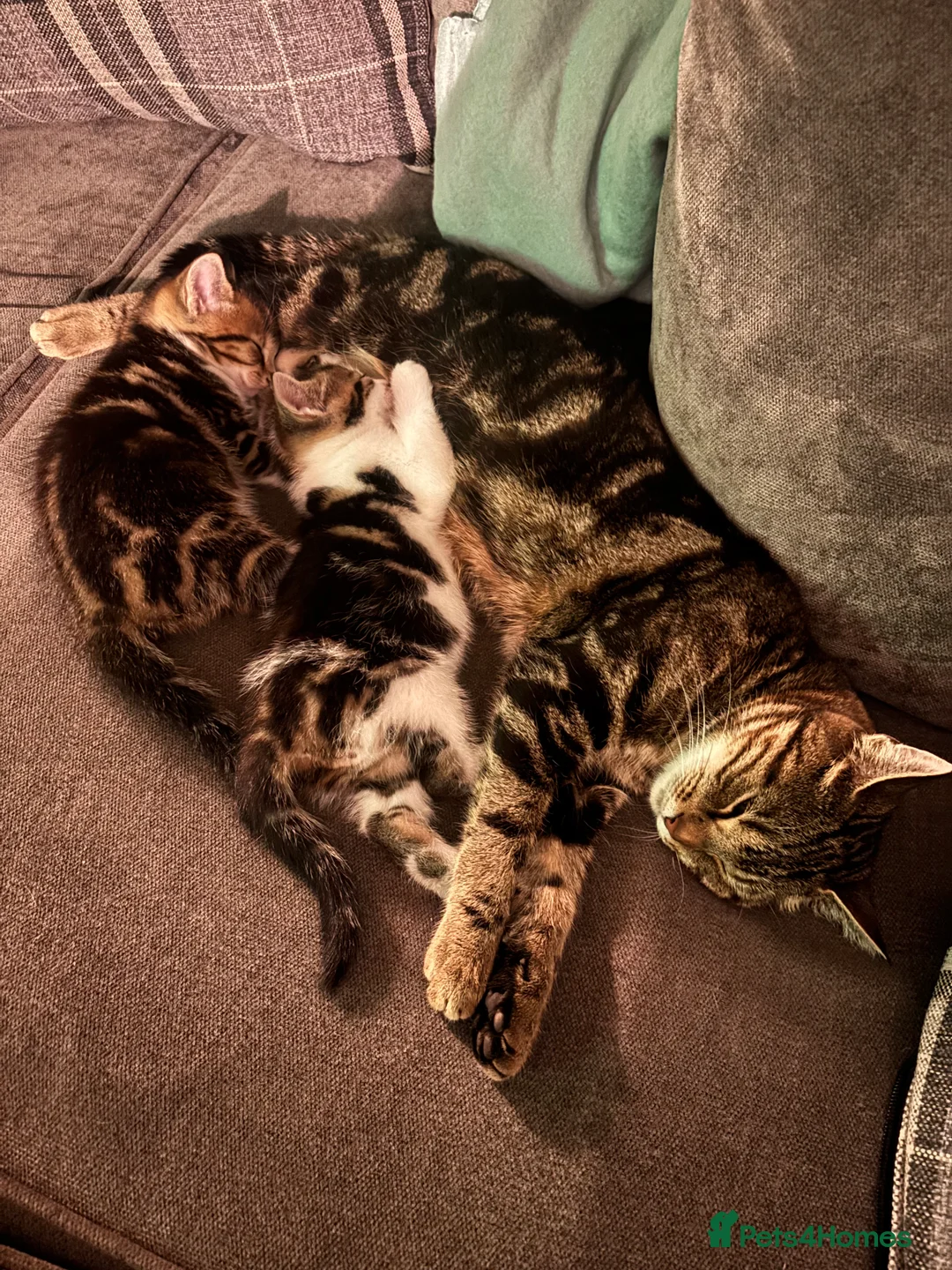 Mixed Breed cats for sale: Tabby and white kittens for sale  - Advert 1