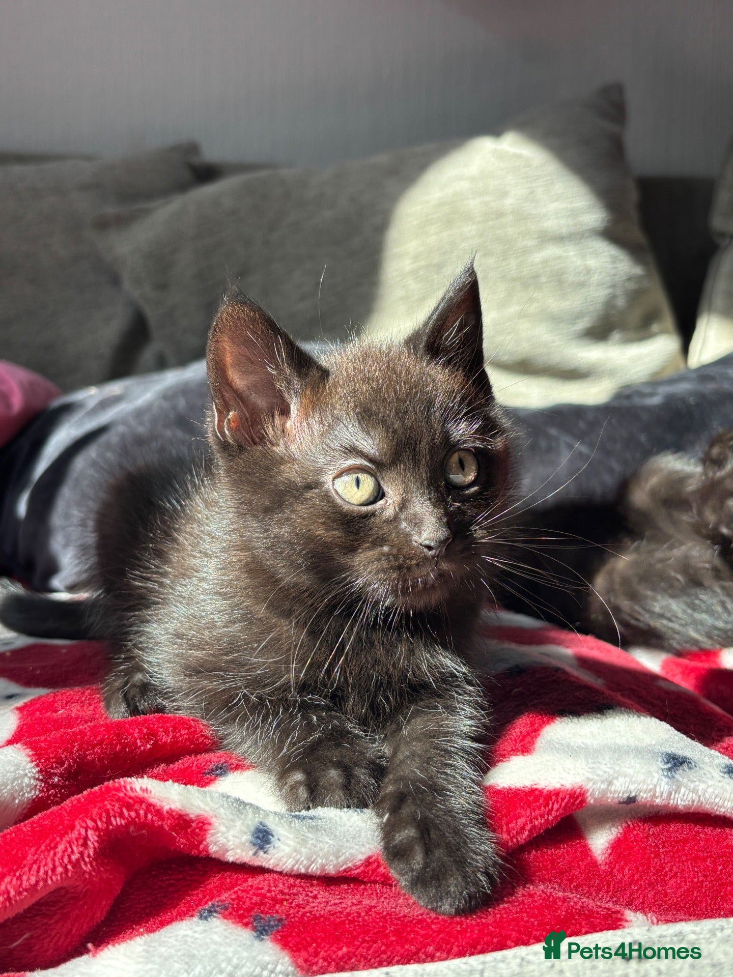 British Longhair cats 1 gorgeous black male kitten left!!  - Advert 13