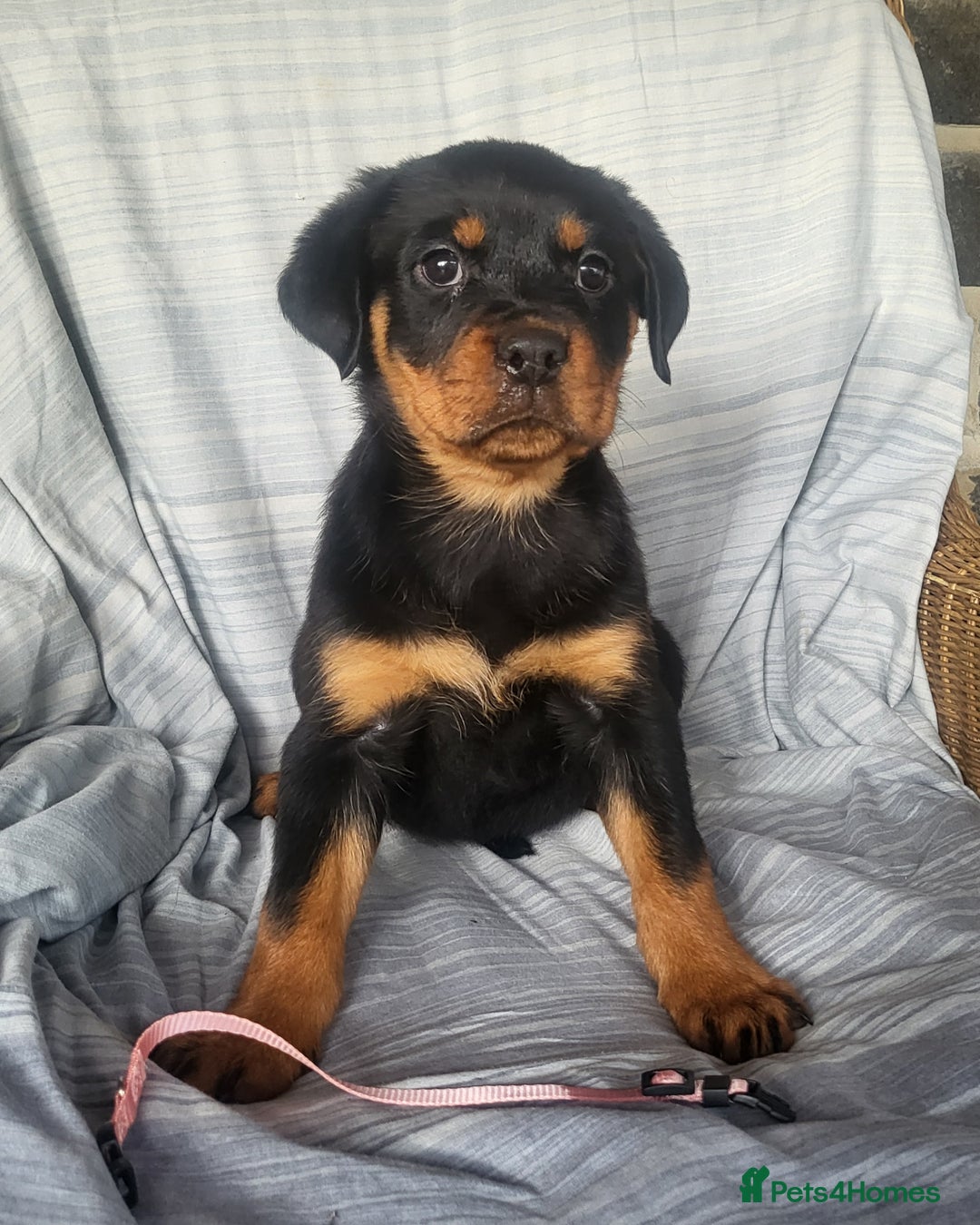Rottweiler dogs for sale: Chunky Rottweiler Puppies  - Image 26
