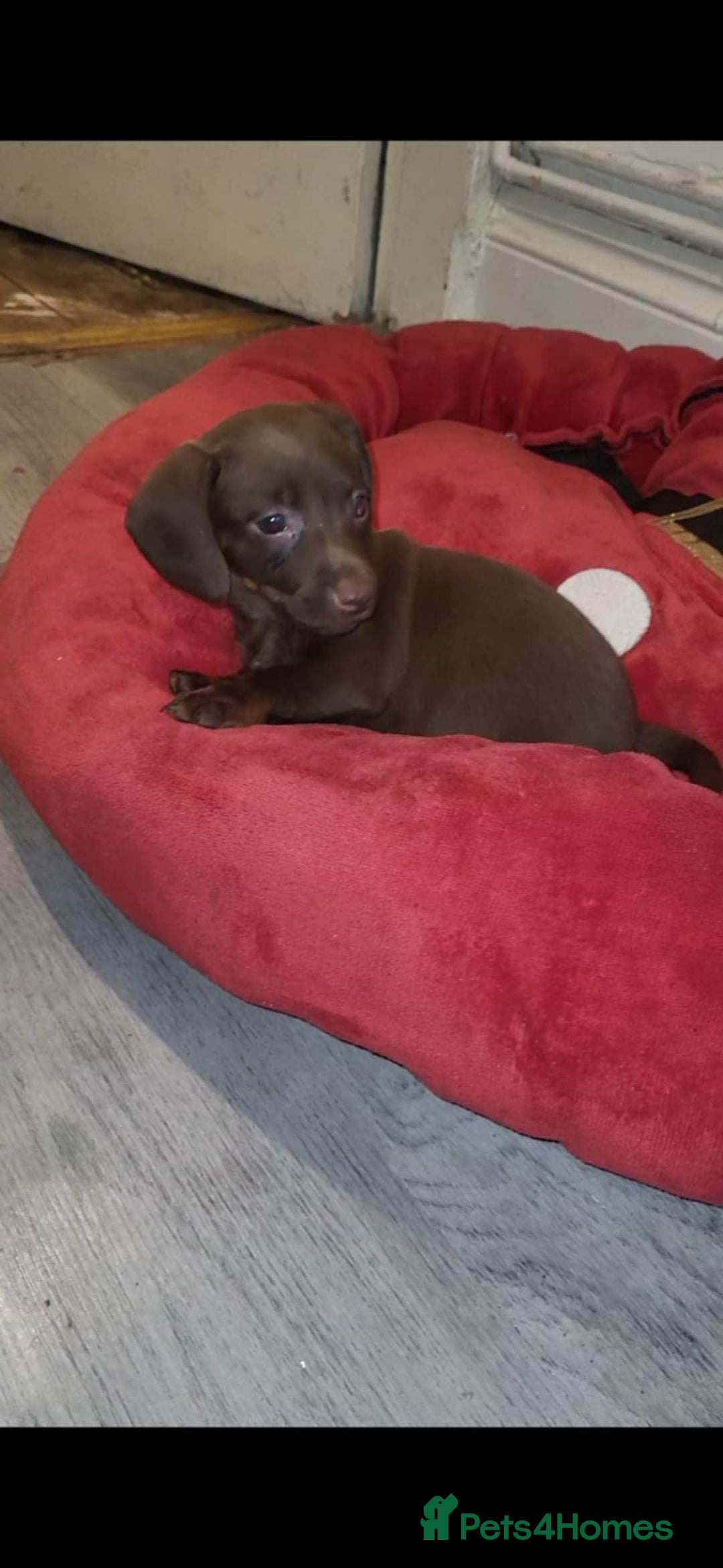 Miniature Dachshund dogs for sale: Miniature Dachshund  - Advert 25