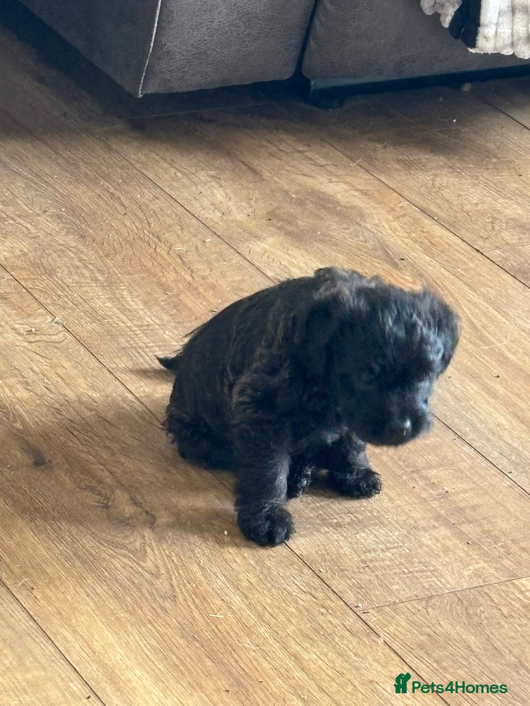Mixed Breed dogs for sale: Norfolk terrier cross by toy poodle - Image 11
