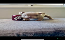 American Bully dogs for sale: Abr Micro Exotic American Bully - Image 1