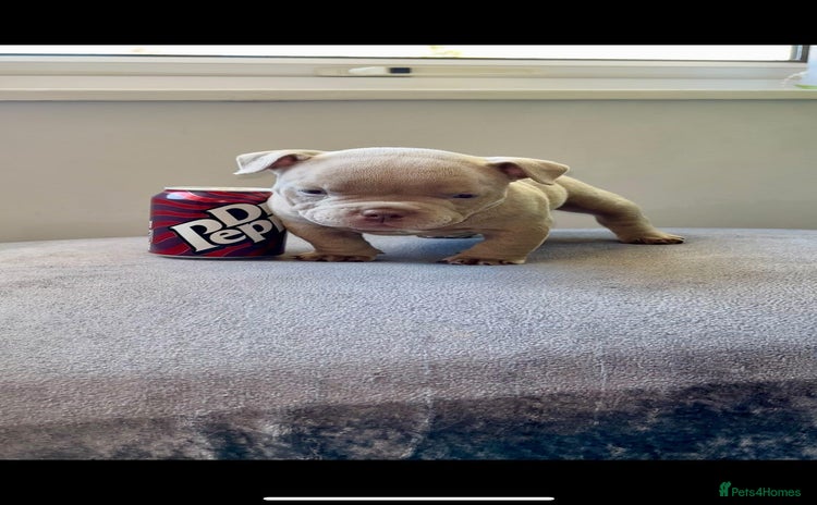 American Bully dogs - Advert 1