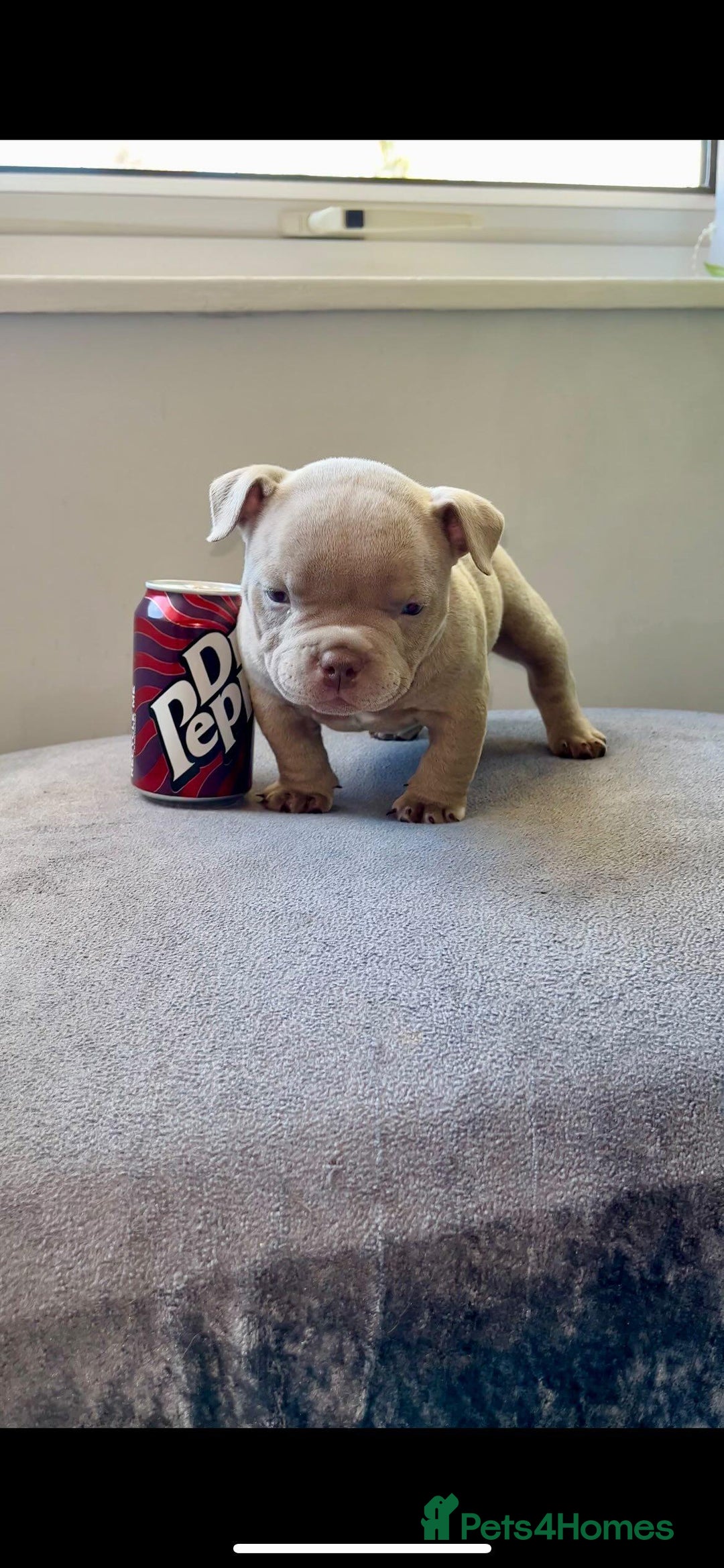 American Bully dogs for sale: Abr Micro Exotic American Bully - Image 1