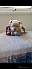 American Bully Puppy 1