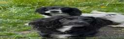 Cocker Spaniel dogs for sale: Cocker spaniel  in Montgomery - Advert 7