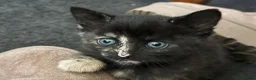 Mixed Breed cats for sale: Female kitten  - Advert 4