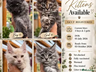 Maine Coon cats GCCF Fully Registered Maine Coon Kittens - Advert 4