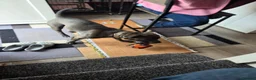 Staffordshire Bull Terrier dogs for sale: Rocco - Advert 19