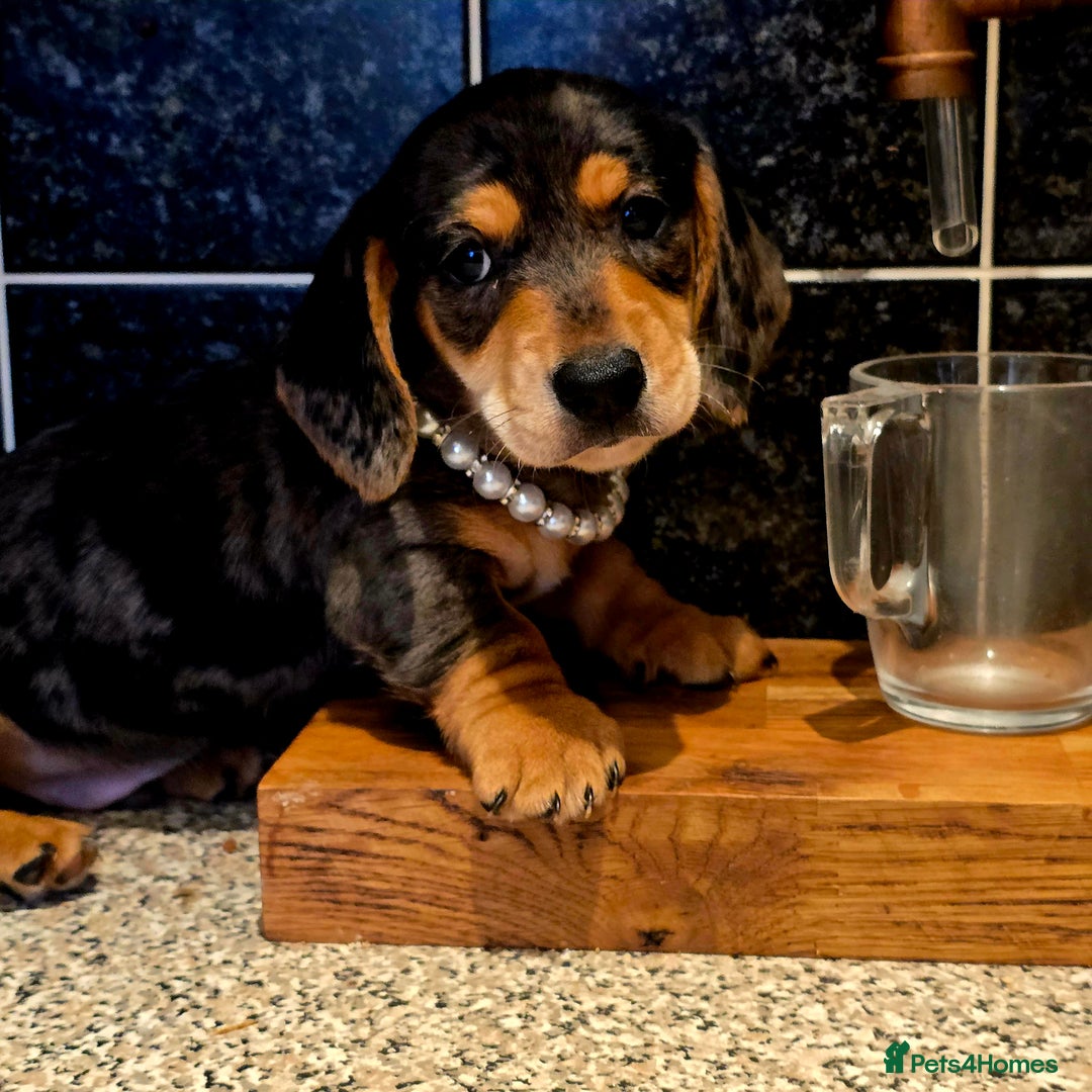 Miniature Dachshund dogs for sale: Quality miniature daschund  - Image 6