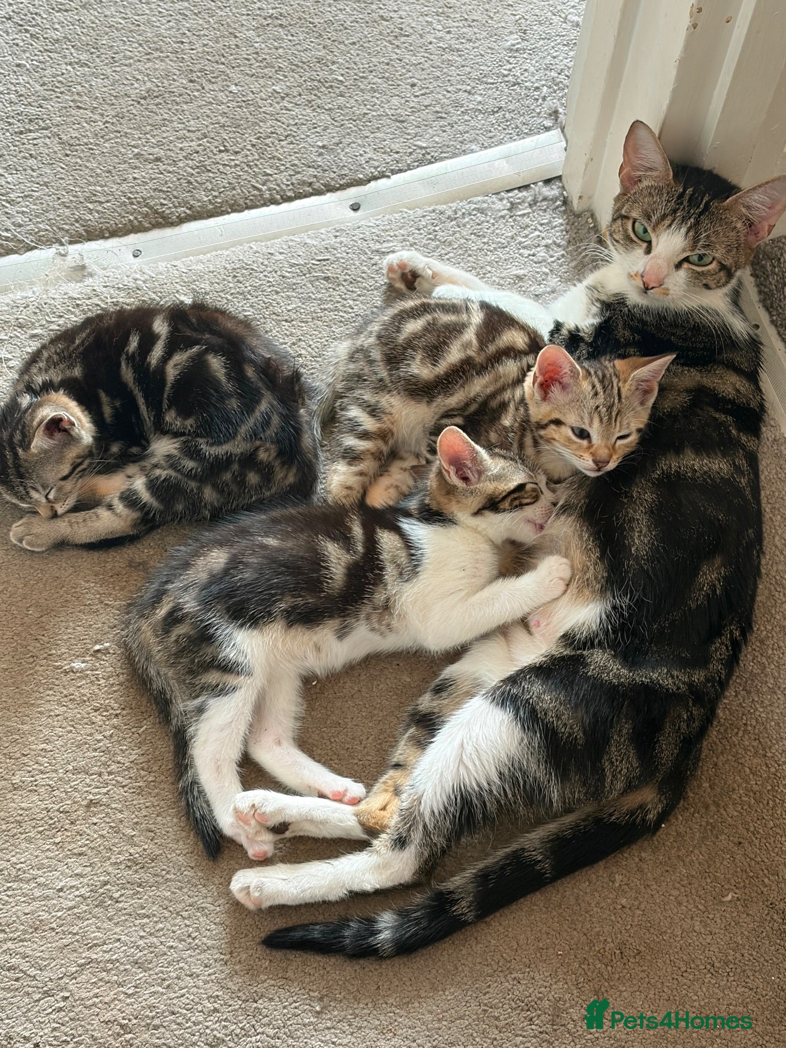 Mixed Breed cats 3 girls and one black boy - Advert 1