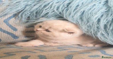 British Shorthair cats - Advert 12