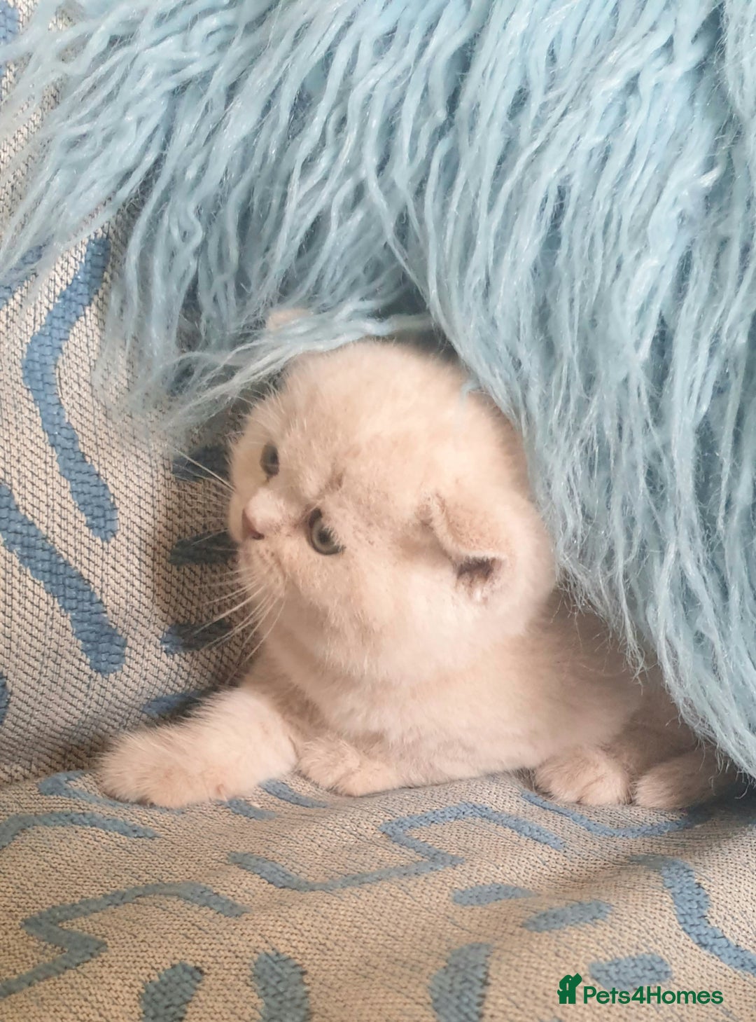 British Shorthair cats for sale: Beautiful Cream BSH Kitten (neutered) - Advert 6