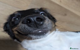 Mixed Breed dogs for sale: Jack, Springer X staffy, lurcher puppies - Image 35