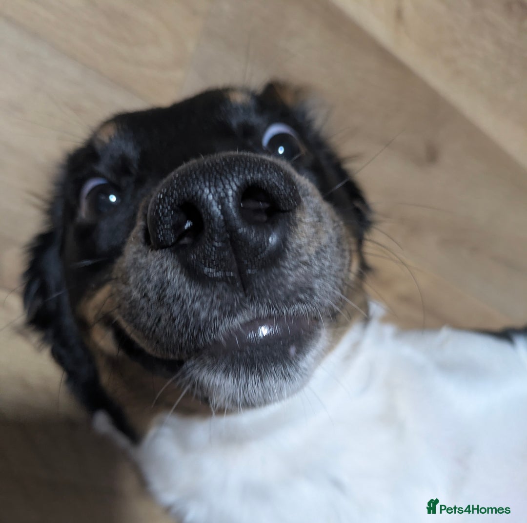Mixed Breed dogs for sale: Jack, Springer X staffy, lurcher puppies - Image 35