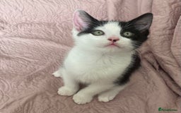 Ragdoll cats for sale:  Black & White Male Kitten ragdoll x Tabby Mix - Advert 2