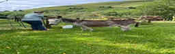 Donkey livestock for sale: 2 donkey gelding for sale - Advert 4