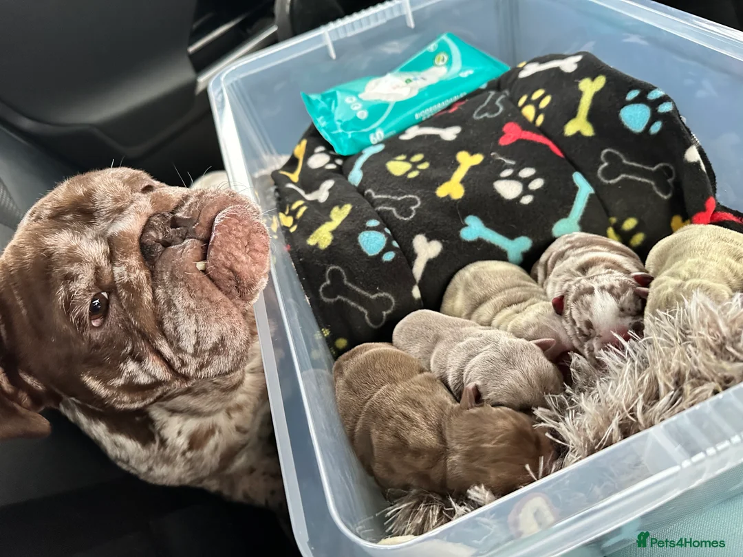 English Bulldog dogs for sale: Blown away with the interest in these guys already - Advert 5